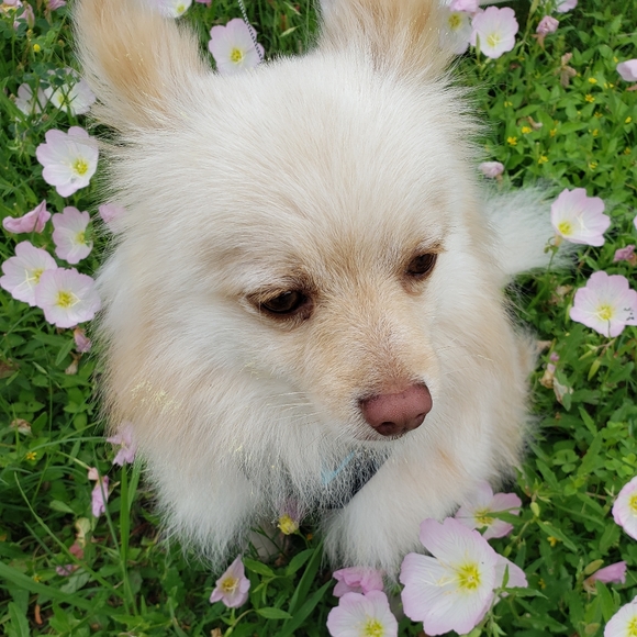 Meet your Posher, Beau - Picture 1 of 2